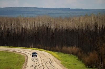 Record Alberta fires changed forests for decades and destroyed rare habitat: report