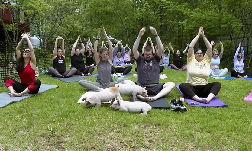 Three little piggies at a yoga class = maximum happiness