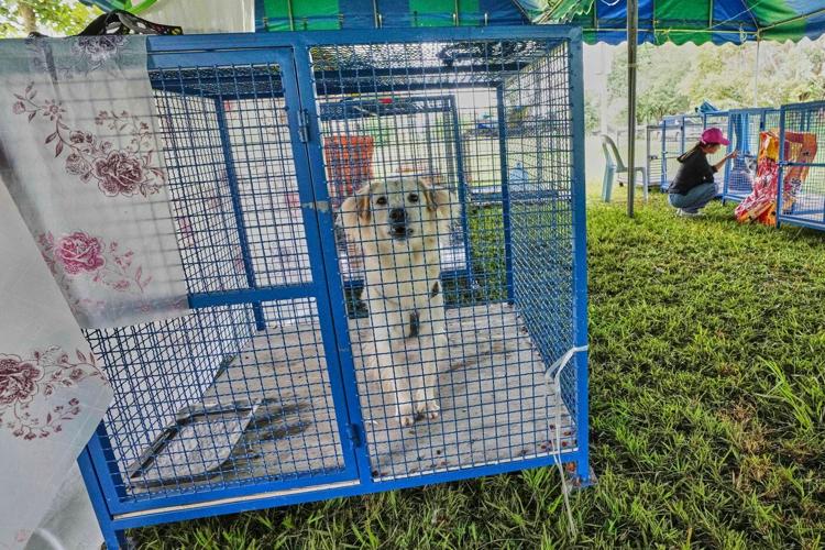 Thailand sets up safe spaces for pets whose owners fled border violence