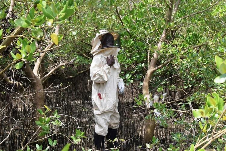 Mind the mangroves! Some Kenyans combat the threat of logging with hidden beehives