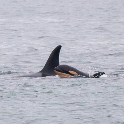'Sign of hope' for endangered killer whales as centre confirms newborn calf