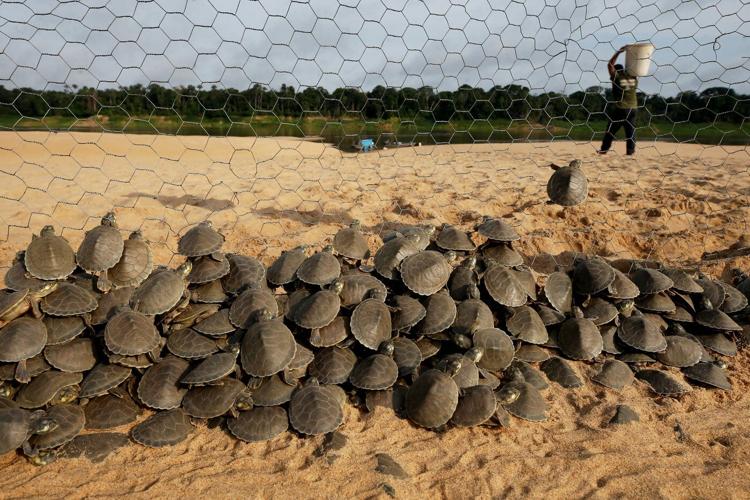Photos show release of giant Amazon river turtle hatchlings in key Brazilian reserve