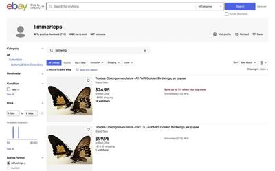 Rare birdwing butterflies star in federal case against NY man accused of trafficking insects