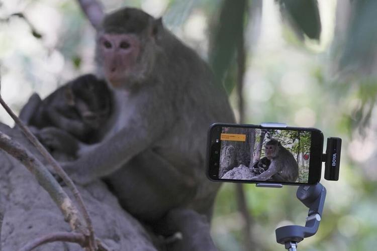 Cruelty for clicks: Cambodia is investigating YouTubers' abuse of monkeys at the Angkor UNESCO site