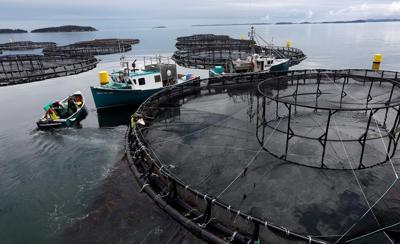 L'entreprise canadienne de fruits de mer Cooke achète un producteur australien