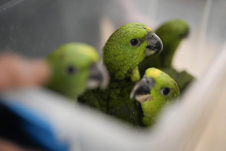 Chirping sounds lead airport officials to bag filled with smuggled parrot eggs