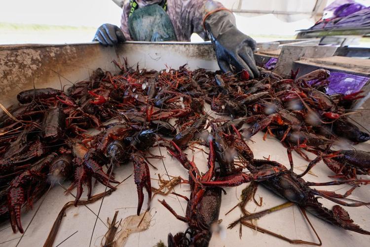 Photos shows the crawfish processing in Louisiana, an industry hit by a shortage of foreign workers