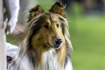 Texas A&M's collie mascot Reveille X has eye removed after glaucoma diagnosis