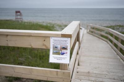 'Otherworldly' Portuguese man o' war becoming more common on Nova Scotia's inshore