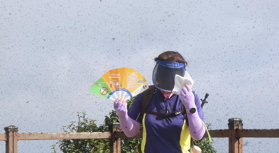 'Lovebugs' return in swarms to South Korea and blanket a mountain peak