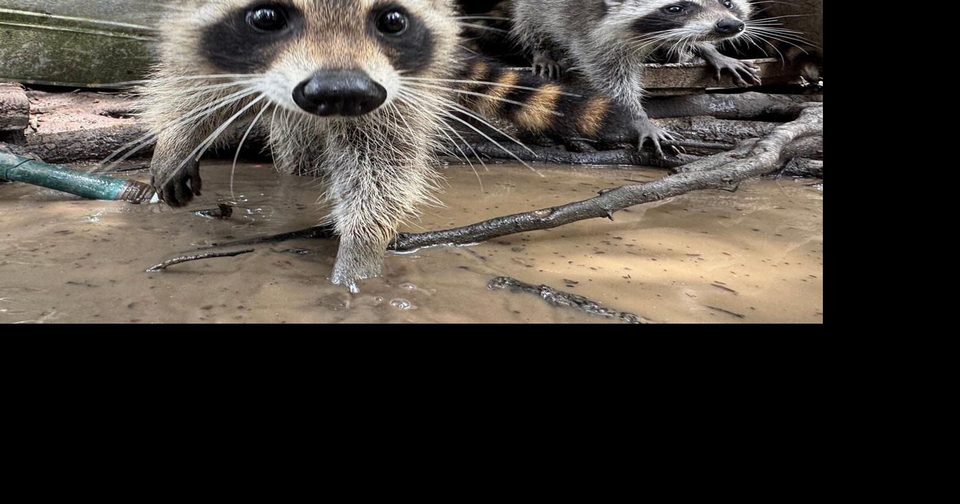 A raccoon boot camp in Mississippi teaches abandoned kits survival ...
