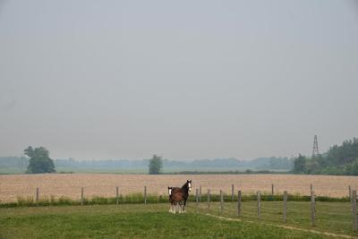 Pickup truck hits and kills escaped horse in eastern P.E.I., police say