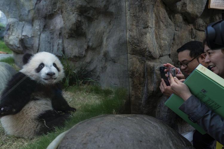 Hong Kong residents compete to name twin panda cubs who just turned 6 months old