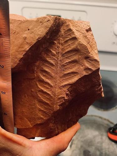 Des fossiles datant d'avant les dinosaures mis au jour par la tempête Fiona à l'Î-P-É
