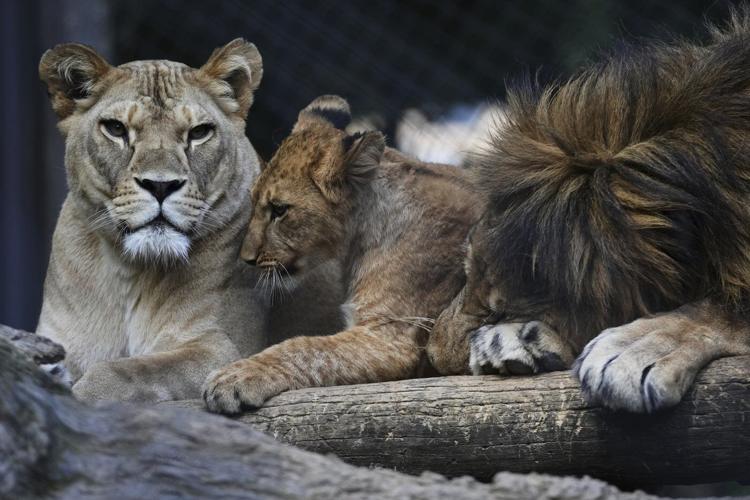 Czech zoo welcomes 4 rare Barbary lion cubs whose population is extinct in the wild