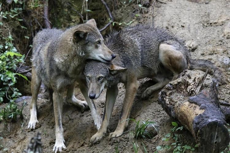 Endangered red wolf can make it in the wild, but not without `significant' help, study says