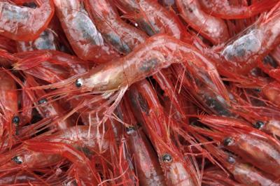 Small winter catch set for New England's long-closed shrimp industry, a climate casualty