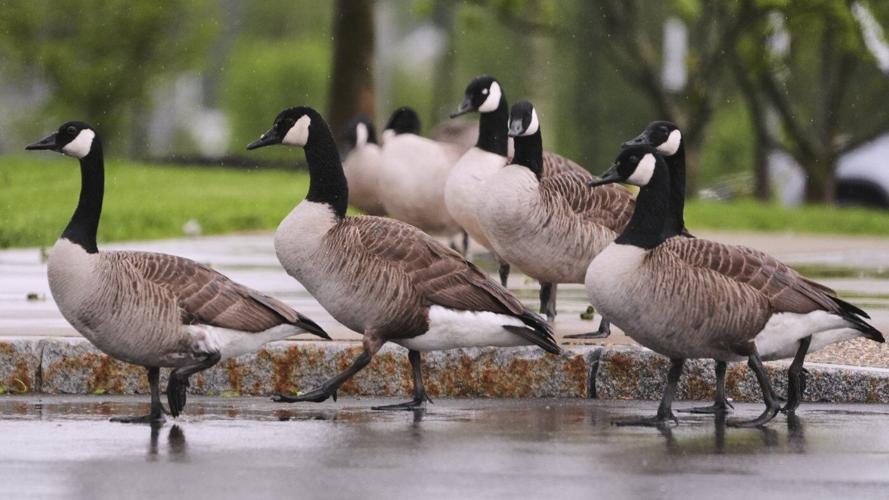 Uncommon May nor’easter brings rain and snow to New England states just before Memorial Day weekend