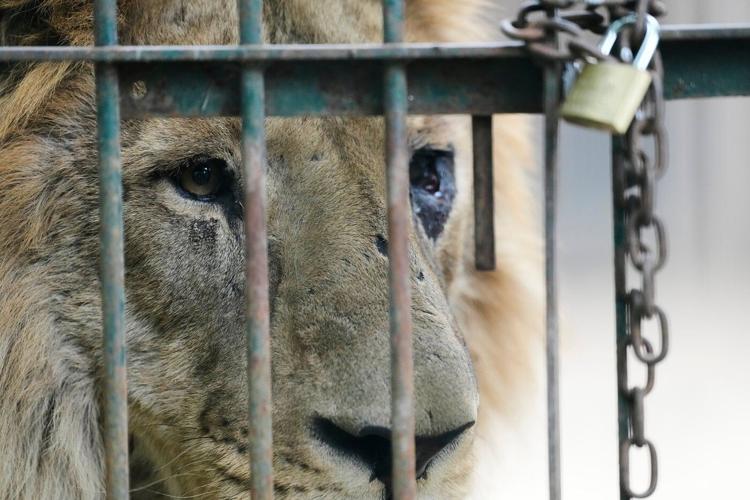 Years after Argentina shut a notorious zoo, the stranded animals are finally being rescued