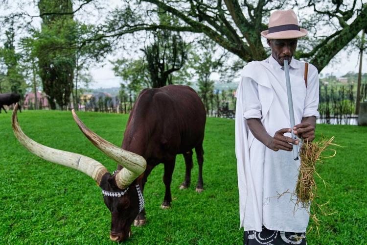 In Rwanda, a royal herd of cattle is treated to poetry and cultural reverence