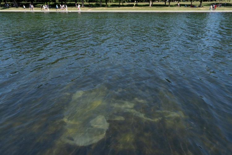 Trump tries to blame Reflecting Pool woes on vandalism, without offering substantiation