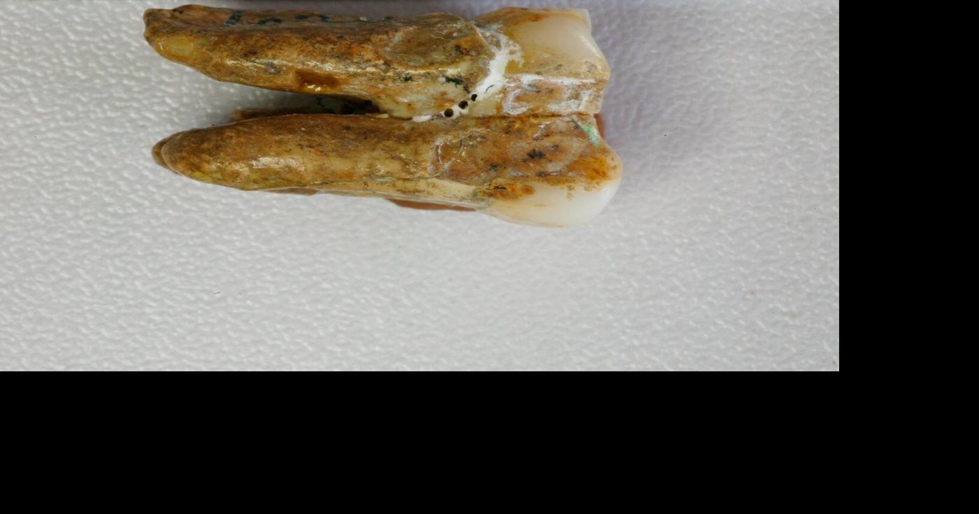 Ancient teeth hint at canoodling between early human relatives ...