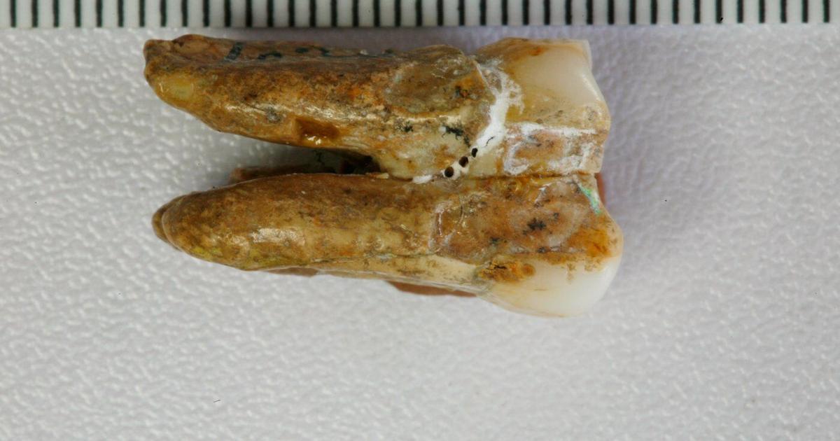 Generations Toledoth Images Ancient teeth hint at canoodling between early human relatives ...