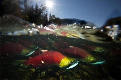 'Marathon in a sauna': emergency projects aim to help B.C. salmon through drought