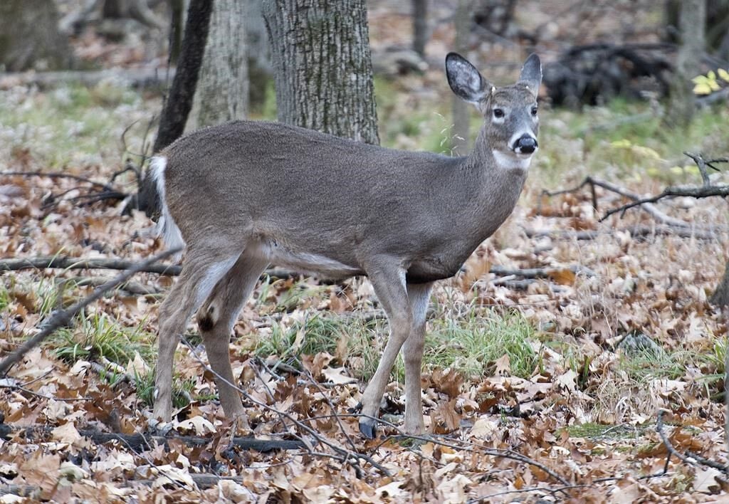 After Court Cases And Death Threats Montreal Suburb S Deer Cull To Go   6579d5ea0aaae.image 