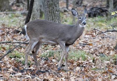 After court cases and death threats, Montreal suburb's deer cull to go ahead in 2024