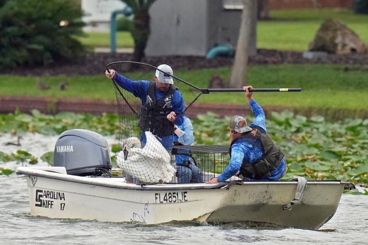 Lakeland's swans, descendants of Queen Elizabeth II's gift, get annual health checkup