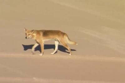 Dingo pack leader killed after attacking a jogger on a popular Australian tourist island