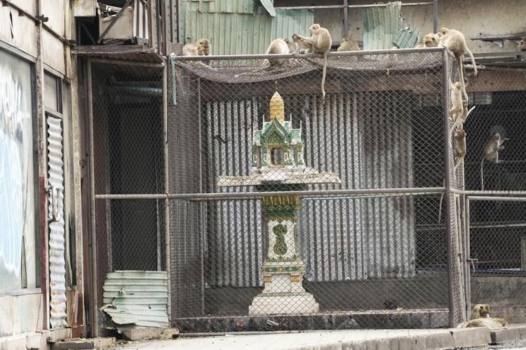 Thai town maddened by marauding monkeys launches plan to lock them up and send them away