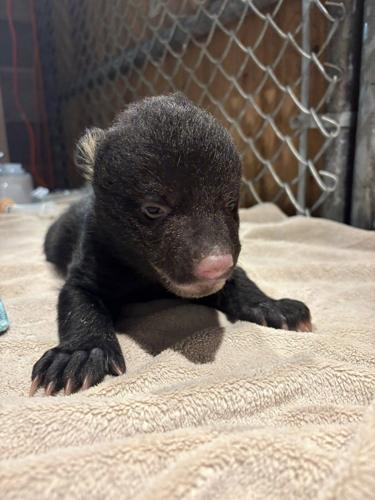 Two orphaned bear cubs rescued on Vancouver Island, after mom found dead