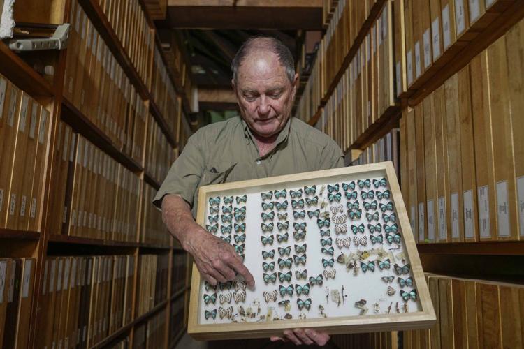 A butterfly collector in Africa with more than 4.2 million seeks to share them for the future