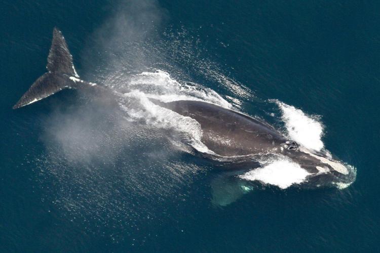 One of the world's rarest whales that makes the Atlantic its home grows in population