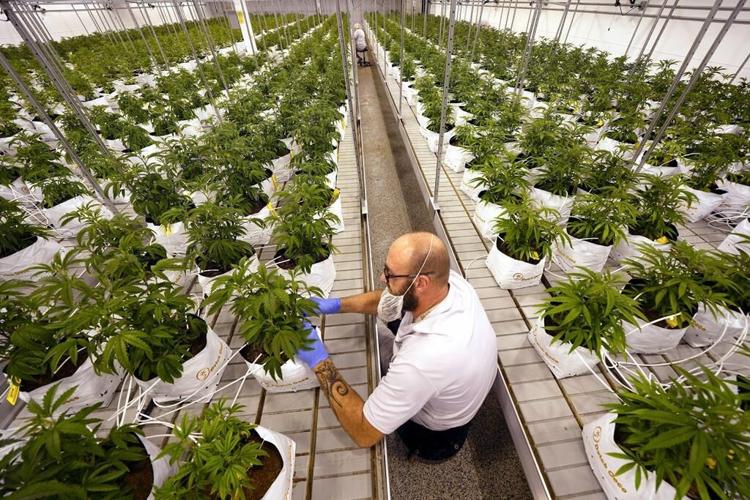 Minnesota board: Moorhead-made THC gummies are too potent