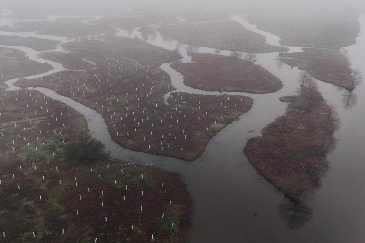 What can toughen Louisiana coast against worsening storms? 4 years and 30,000 trees