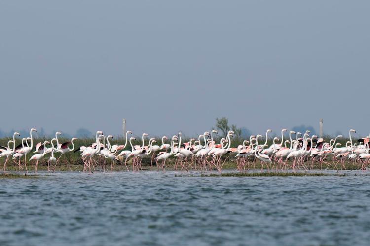 Venice’s growing flamingo population finds refuge in recovering wetlands