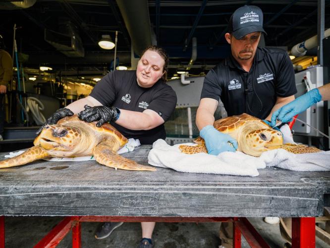 19 New England sea turtles are back in the Atlantic Ocean off Florida after rehabbing in Missouri