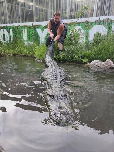 Alligator that starred in 'Happy Gilmore' dies of old age in Colorado