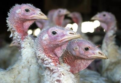 La grippe aviaire provoque une pénurie de dinde avant Noël en Colombie-Britannique
