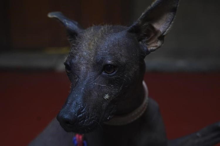 Dog owners tout Xolos' loyalty and sacred underworld history