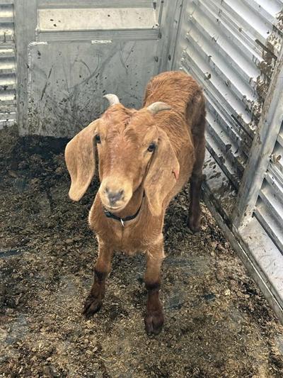 Willy the Texas rodeo goat, on the lam for weeks, has been found safe