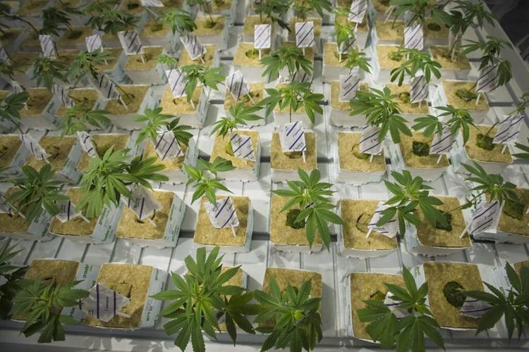 Les anciens dirigeants de CannTrust sont acquittés dans l'affaire de culture illégale