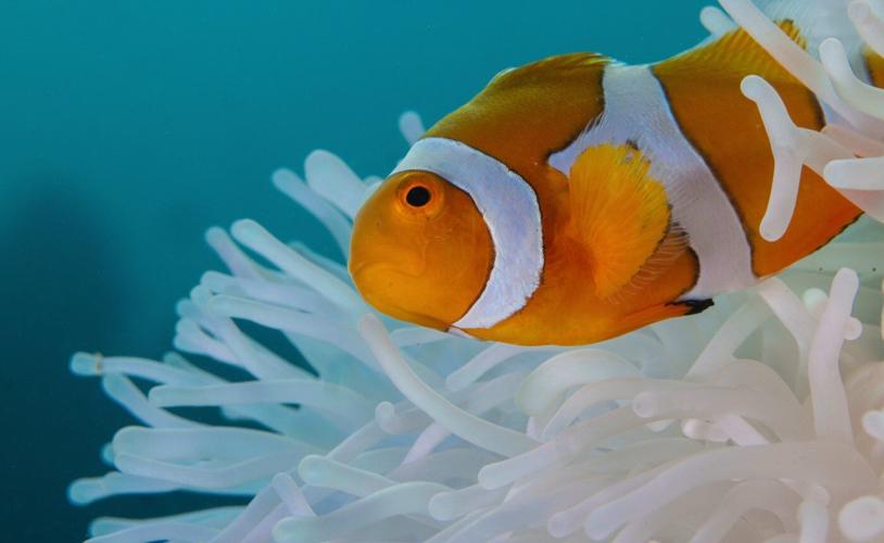 Clownfish shrink their bodies to survive ocean heat waves
