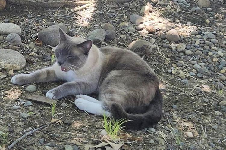 A lost cat's mysterious 2-month, 900-mile journey home to California