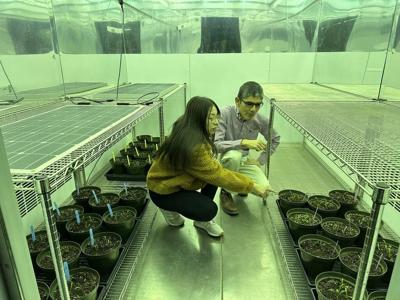 Des chercheurs albertains se penchent sur l’agrivoltaïsme