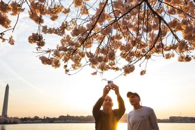 Washington’s cherry blossoms hit peak bloom, sending a fleeting burst of pink across the capital
