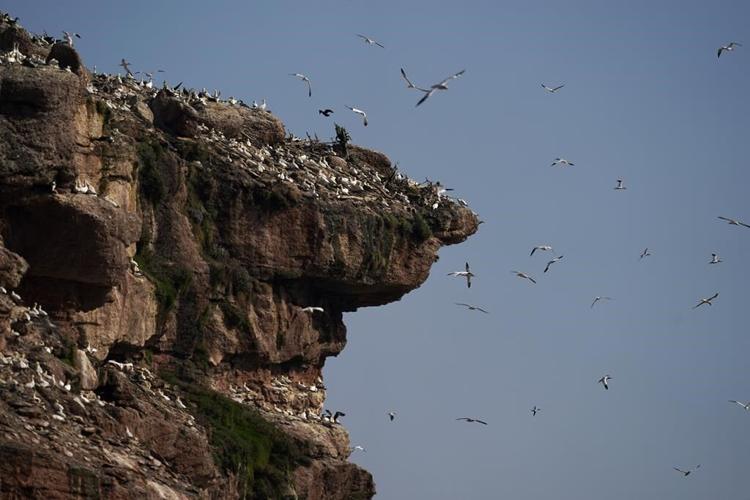 Climate reshapes life for tenacious gannets on Quebec isle